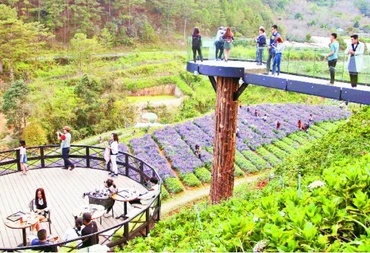 Du khách đến với cánh đồng hoa ở Đà Lạt.