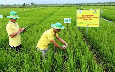 Chương trình Trải nghiệm giải pháp canh tác với phân bón ứng dụng công nghệ cao tại 142 hợp tác xã vùng đồng bằng sông Cửu Long tại tỉnh Cà Mau. Ảnh PVCFC