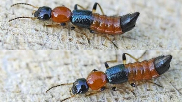 Xử lý khi bị kiến ba khoang đốt