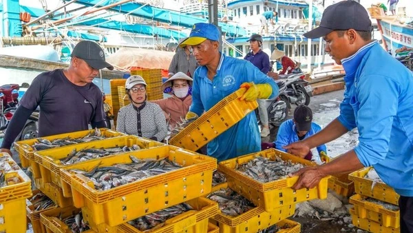 Bốc xếp hải sản tại Cảng cá Trần Đề, thành phố Cần Thơ. (Ảnh: PHƯƠNG ANH)