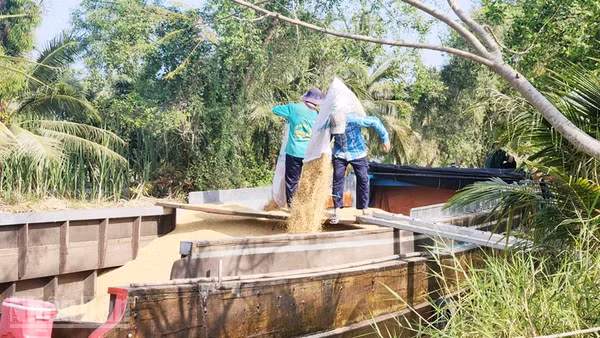 Nông dân xã Hòn Đất, tỉnh An Giang bán lúa cho thương lái.