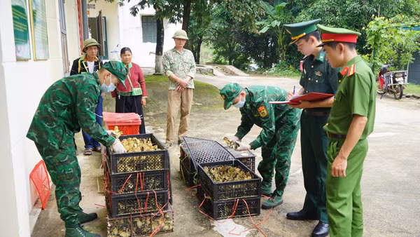 Các lực lượng chức năng kiểm đếm số lượng gia cầm nhập lậu bị bắt giữ. (Ảnh: Lý Nhất)