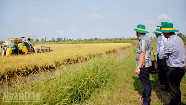 Đại biểu tham quan mô hình lúa-tôm ở xã Đông Hòa. (Ảnh minh họa)