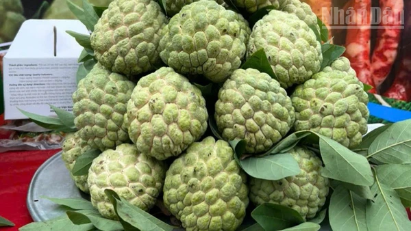 Na Lạng Sơn, quả ngọt miền biên viễn.