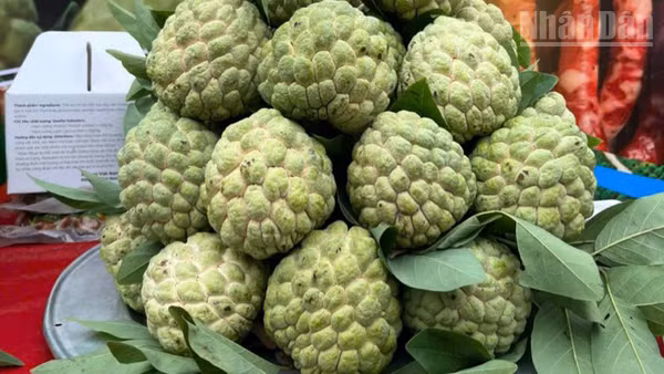 Na Lạng Sơn, quả ngọt miền biên viễn.