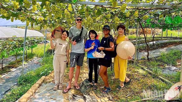 Du khách thích thú trải nghiệm vườn nho nhà anh Nguyễn Quang Trung tại xã Lương Sơn, Phú Thọ. (Ảnh: TRẦN HẢO)