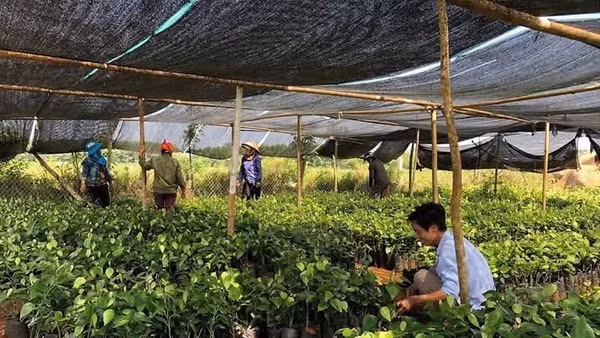Mô hình trồng hồ tiêu hữu cơ góp phần nâng cao thu nhập cho người dân Quảng Trị.