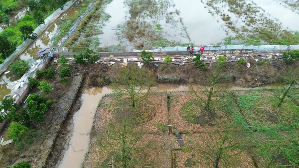 Vườn sầu riêng đã chết hoàn toàn do nước ngập nên ông Phạm Kim Trí phải xây dựng hàng rào kiên cố để tái đầu tư.