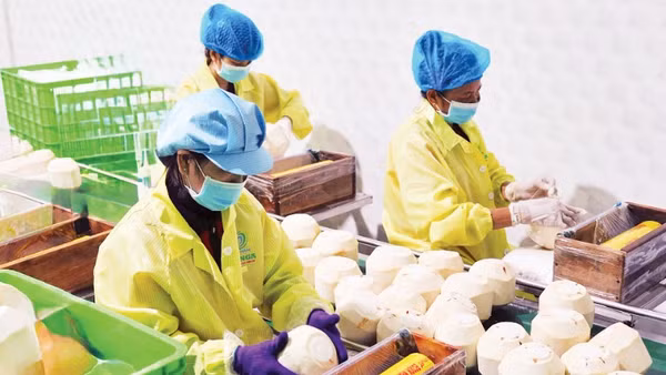 Đóng gói dừa xuất khẩu tại doanh nghiệp trên địa bàn tỉnh Vĩnh Long. (Ảnh: MINH ANH)