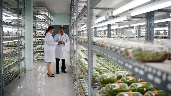 Bảo Đảm An Toàn Lao Động Là Trách Nhiệm Của Cả Người Lao Động Và Người Sử Dụng Lao Động Phòng Nhân Giống Hoa Lan Cấy Mô Tại Khu Nông Nghiệp Công Nghệ Cao Thành Phố Hồ Chí Minh.