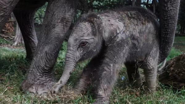 Một con voi Sumatra cái đã chào đời tại công viên sinh thái Buluh Cina ở Riau trên đảo Sumatra, Indonesia. (Ảnh: phys.org)