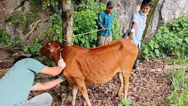 Một con bò của hộ chăn nuôi ở xã Sam Mứn bị mắc bệnh viêm da nổi cục toàn thân đang được theo dõi, điều trị. 