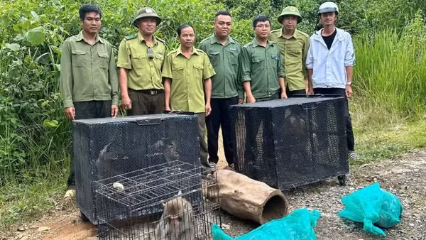 Trung tâm Bảo tồn voi, cứu hộ động vật và quản lý bảo vệ rừng tỉnh Đắk Lắk phối hợp các đơn vị đưa các cá thể động vật hoang dã quý hiếm đến Vườn Quốc gia Chư Yang Sin để thả về với môi trường tự nhiên.