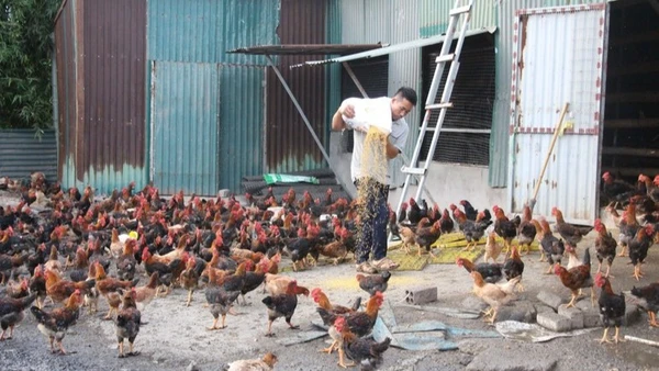 Mô hình chăn nuôi gà giúp nhiều hộ dân nâng cao đời sống.