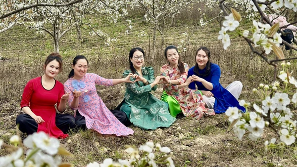 Vườn lê nở trắng ở xã biên giới Phố Bảng.