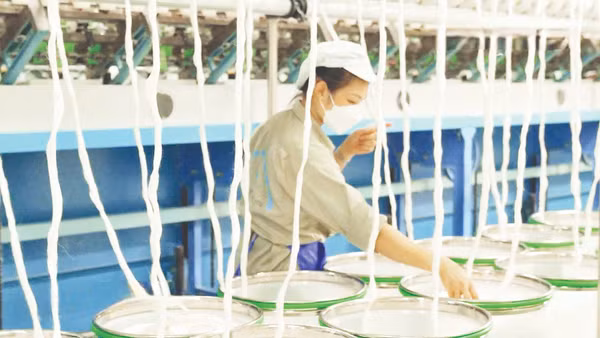 Chuỗi giá trị tuần hoàn từ cây gai xanh của Công ty cổ phần Tập đoàn Gai Thiên Phước, góp phần hình thành nguồn nguyên liệu xanh cho ngành dệt may.