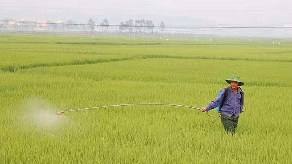 Nông dân xã Thanh An phun thuốc trị bệnh đạo ôn trên lúa đông xuân. 