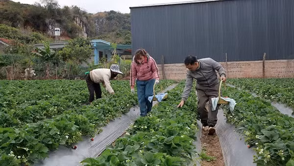 Các diện tích trồng dâu tây ở phường Mường Sang, thị xã Mộc Châu, tỉnh Sơn La sử dụng phân bón hữu cơ làm từ phụ phẩm nông nghiệp. (Ảnh: QUỐC TUẤN)