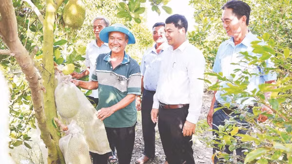 Lãnh đạo xã Tháp Mười, tỉnh Đồng Tháp thăm mô hình trồng mít của nông dân tại ấp Mỹ An 3, xã Tháp Mười.