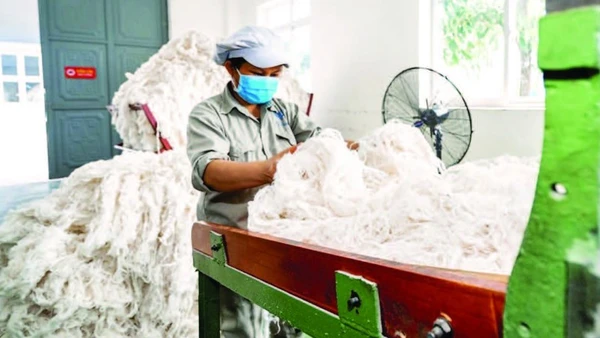 Nhà máy sợi gai An Phước - Viramie là nhà máy đầu tiên tại Việt Nam sản xuất sợi từ cây gai xanh theo quy trình khép kín từ vùng nguyên liệu đến chế biến. (Ảnh: TÙNG ĐINH)