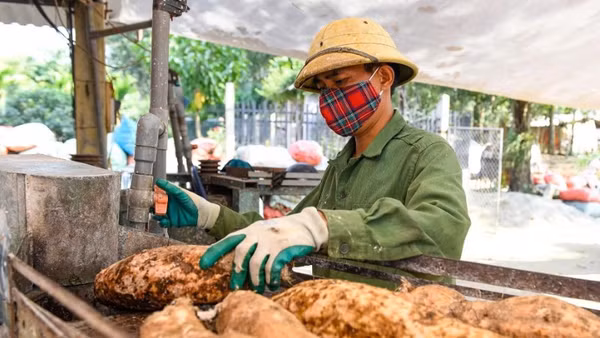 Người dân xã Ngọc Lặc, tỉnh Thanh Hóa chế biến sắn. (Ảnh: BÌNH MINH)