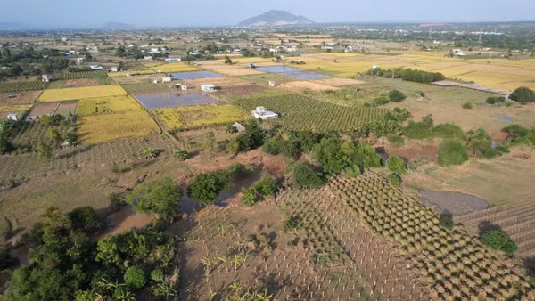 Diện tích sản xuất nông nghiệp tại khu phố Kim Bình (phường Hàm Thắng) bị hư do ngập lụt.