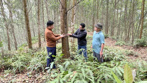 Mô hình trồng rừng gỗ lớn mang lại hiệu quả kinh tế cho người dân tại xã Minh Thanh, tỉnh Tuyên Quang. (Ảnh: NGÔ HÙNG)