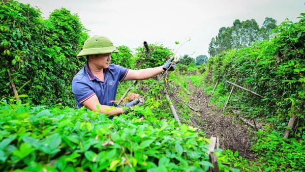 Gia đình anh Nguyễn Văn Điện ở thôn Lãn Tranh 1, xã Phúc Hòa, tỉnh Bắc Ninh đổi đời nhờ trồng sâm. (Ảnh: BẢO LONG)