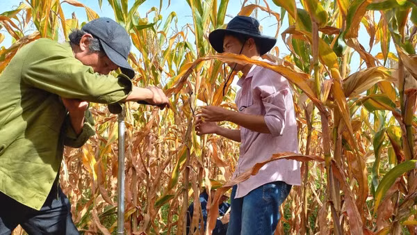 Hoạt động khoan lấy mẫu đất trồng cây lâu năm phục vụ nghiên cứu đề tài.