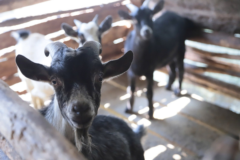 Với 6 triệu đồng được hỗ trợ bà con mua lợn giống hoặc dê giống về chăn nuôi, phát triển kinh tế gia đình. 12.jpg