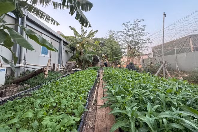 Vườn rau xanh của “Bộ đội cụ Hồ” ở Nam Sudan