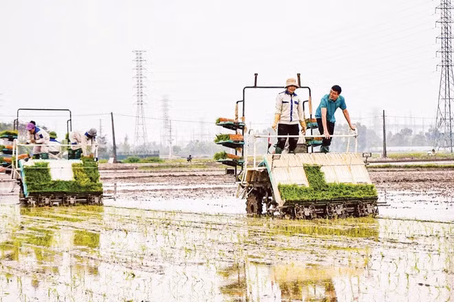 Hợp tác xã Dịch vụ nông nghiệp và Kinh doanh tổng hợp Liên Hà, xã Thư Lâm (Hà Nội) đẩy mạnh đưa cơ giới hóa vào sản xuất nông nghiệp. (Ảnh: TTXVN)
