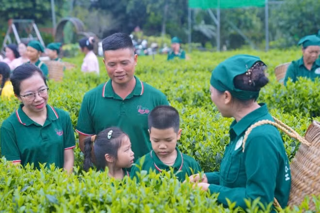 Mô hình trồng chè nguyên liệu của Hợp tác xã chè Hảo Đạt (tỉnh Thái Nguyên). (Ảnh THANH HẢO)