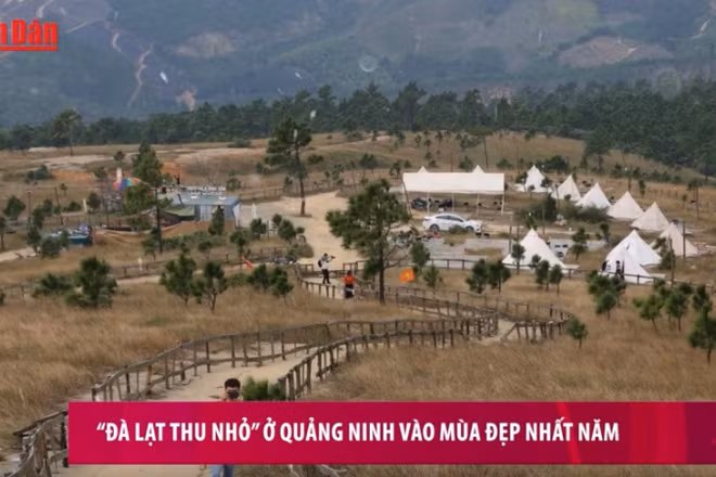 “Đà Lạt thu nhỏ” ở Quảng Ninh vào mùa đẹp nhất năm