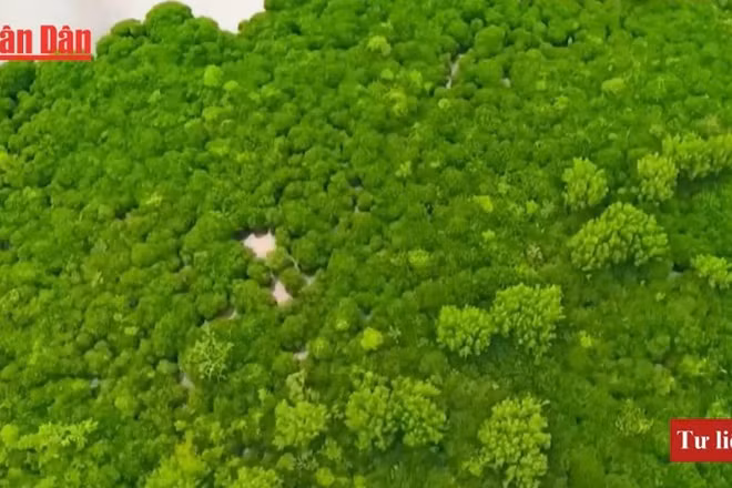 Quảng Ninh phát triển lâm nghiệp bền vững
