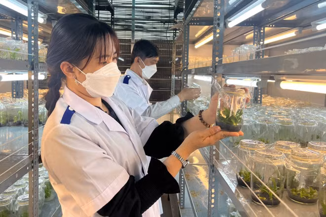 Sản xuất cây giống ứng dụng công nghệ cao tại tỉnh Vĩnh Long.