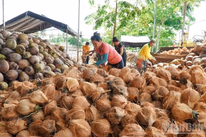 Giá dừa khô nguyên liệu trên địa bàn tỉnh Vĩnh Long liên tục sụt giảm khiến nông dân gặp nhiều khó khăn.