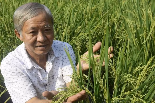 Ông Phương trồng lúa trong chậu bán mỗi dịp Tết.