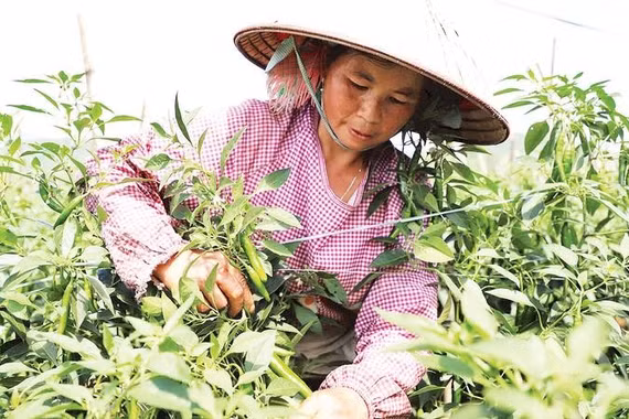 Người dân xã Quản Bạ trồng ớt chỉ địa cho thu nhập cao. 