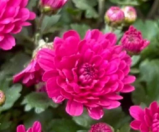 [Video] Chợ hoa Hàng Lược: Sắc Tết truyền thống giữa lòng Hà Nội