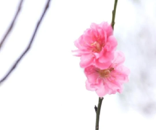 Vườn đào Nhật Tân chớm nở, báo hiệu ngày Tết đang cận kề