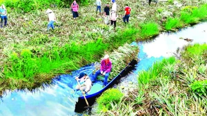 Thu hoạch lá dứa về chế biến thành tơ sợi dệt vải.