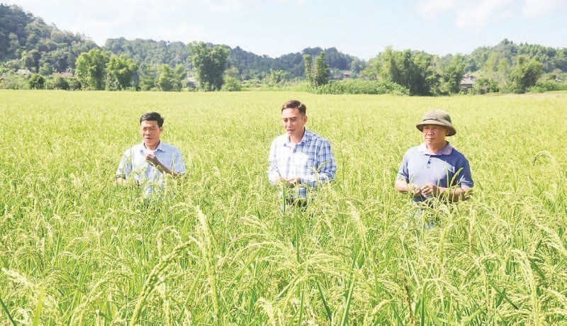 Cán bộ Sở Khoa học và Công nghệ Điện Biên cùng cán bộ, nông dân xã Mường Phăng kiểm tra tốc độ sinh trưởng trên cây lúa nếp tan.