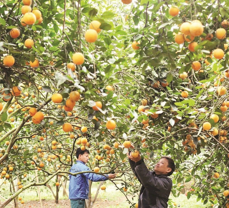 Người dân xã Cao Phong thu hoạch cam.