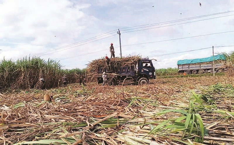 Mía đang trở thành cây trồng mang lại nguồn thu nhập ổn định cho người dân.