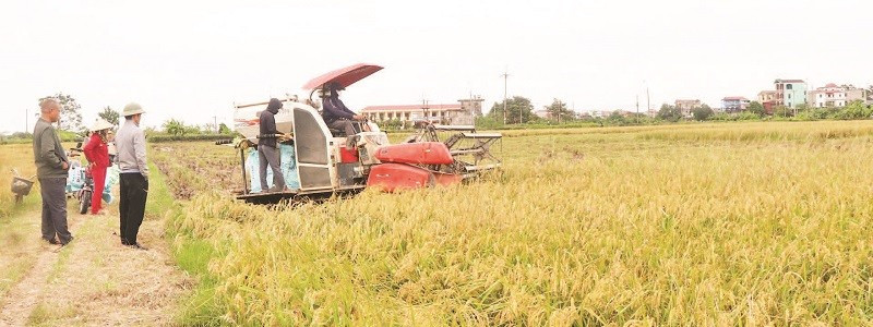 Lúa nếp nhung Tam Sơn vào vụ thu hoạch.
