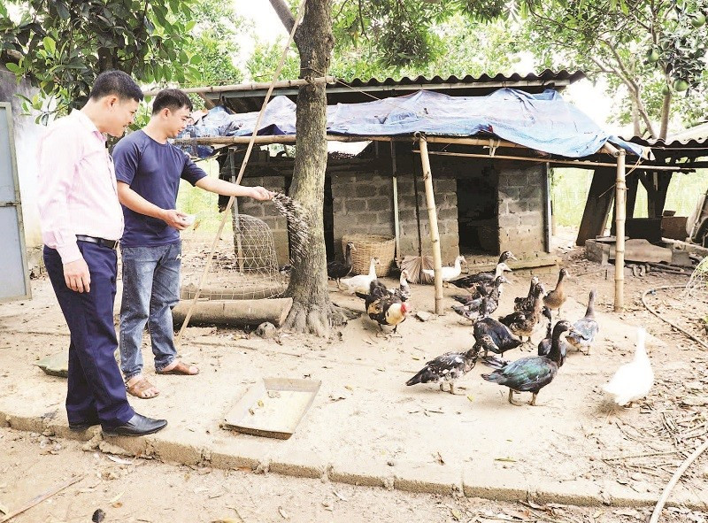 Từ nguồn vốn vay ưu đãi, anh Bùi Văn Hùng ở xã Đà Bắc đã vượt qua mặc cảm, phát triển kinh tế gia đình.