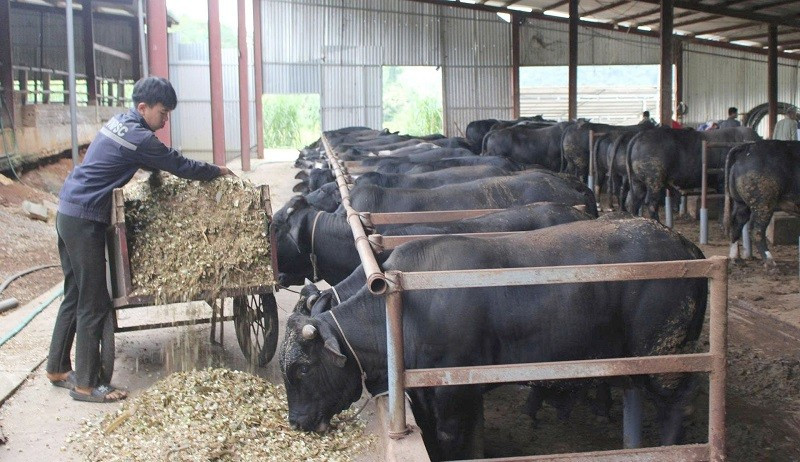 Mô hình nuôi bò lai 3B tại xã Chiềng Mai, tỉnh Sơn La đang mở ra hướng sản xuất mới.