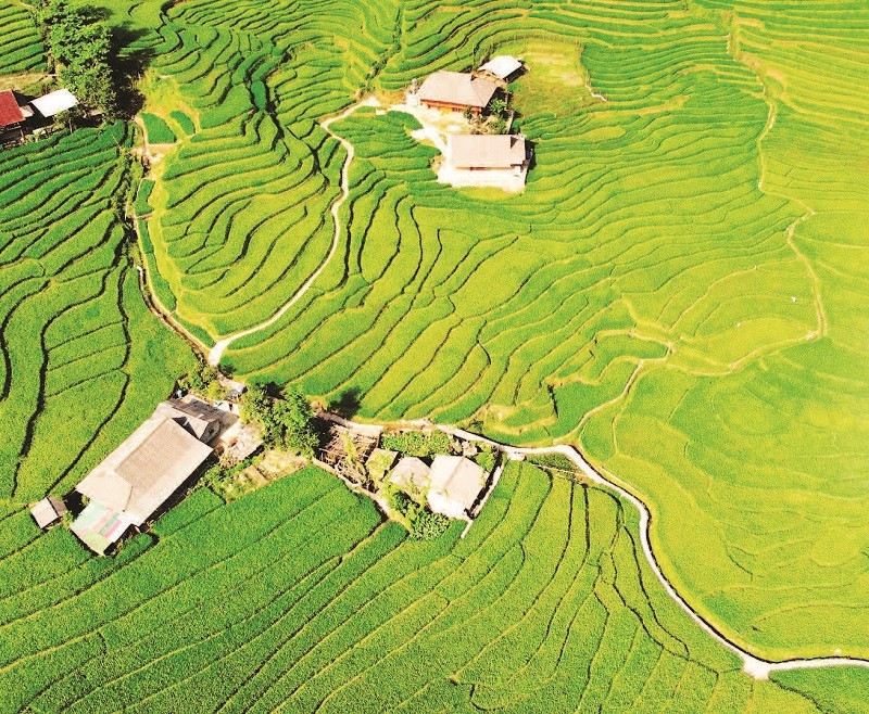 Thửa ruộng bậc thang trải dài như những dải lụa xanh.