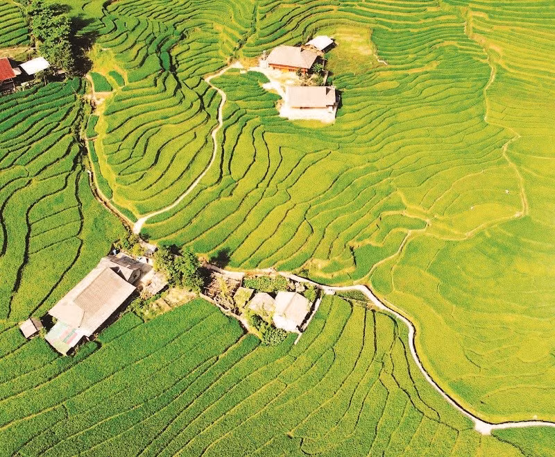 Thửa ruộng bậc thang trải dài như những dải lụa xanh.